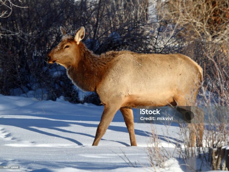 how much does a elk weight